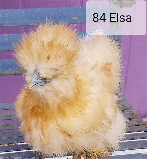 Female silkie chicks for sale - Ready To Lay Pullets. 2671 N Old Bethlehem Pike. Quakertown, PA 18951. (215) 536-3155. Toll-free: 800-669-3772. Fax: (215) 536-8034.